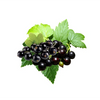 Note Blackcurrant