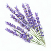 Note Lavender
