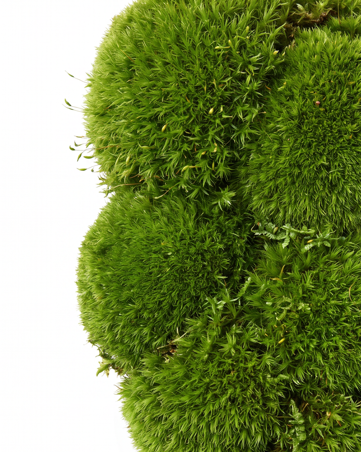 Green Grove