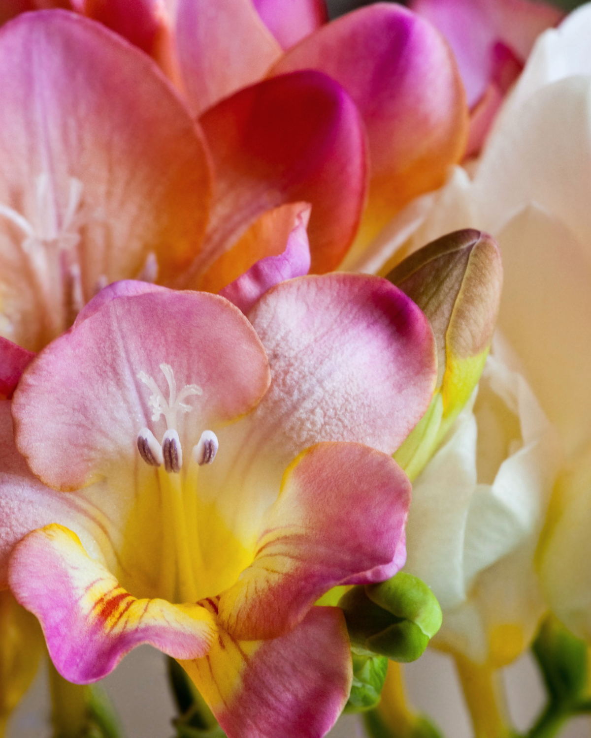 Orchid Bouquet