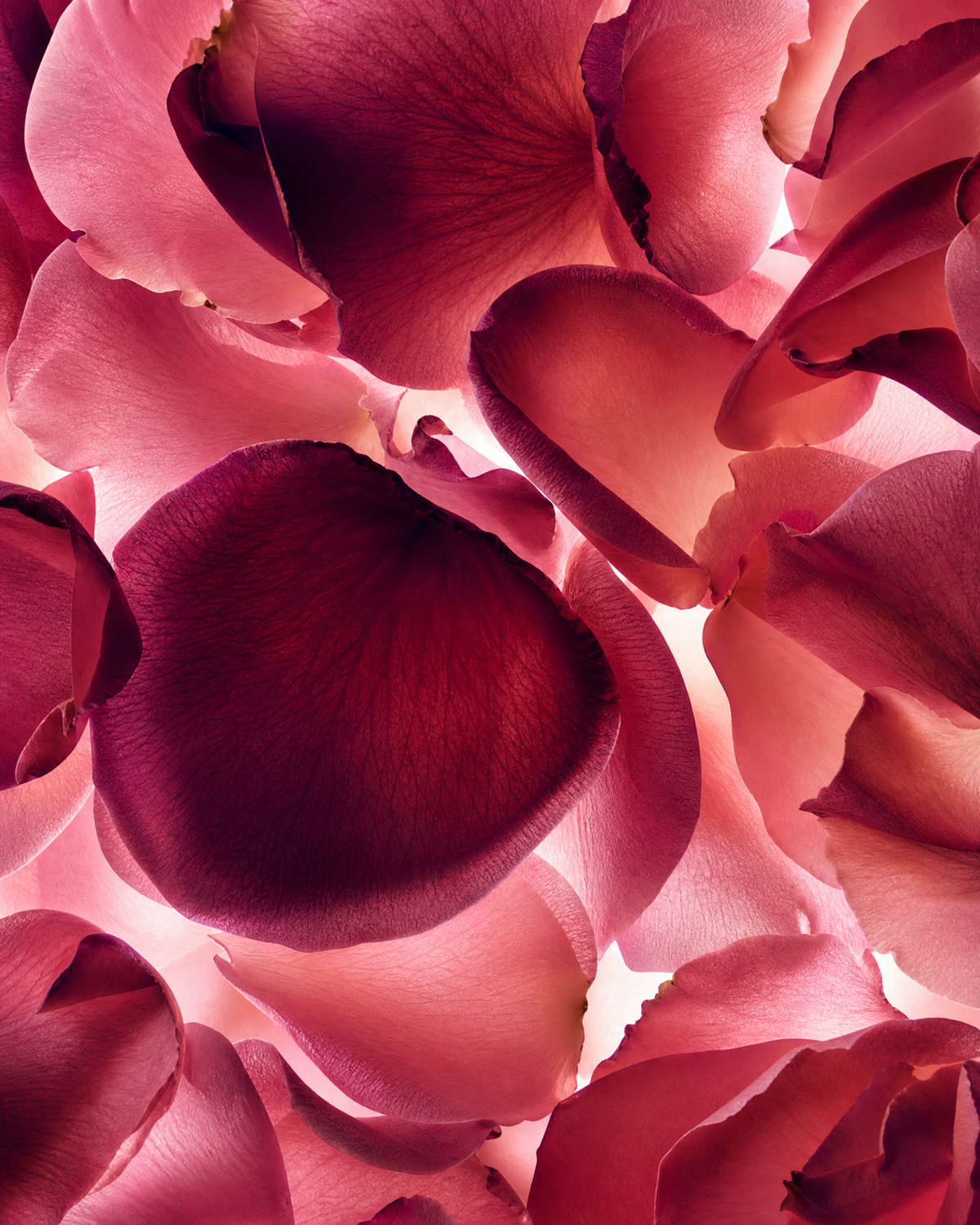 Sunlit Petals