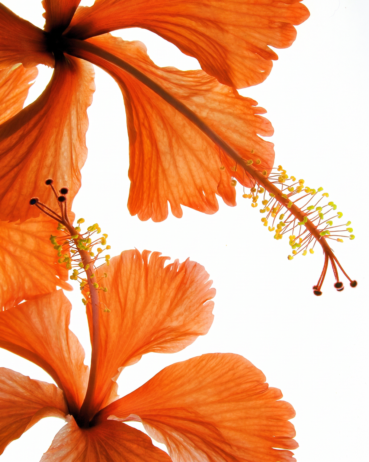 Sunlit Petals